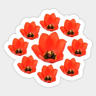 Red tulip Sticker